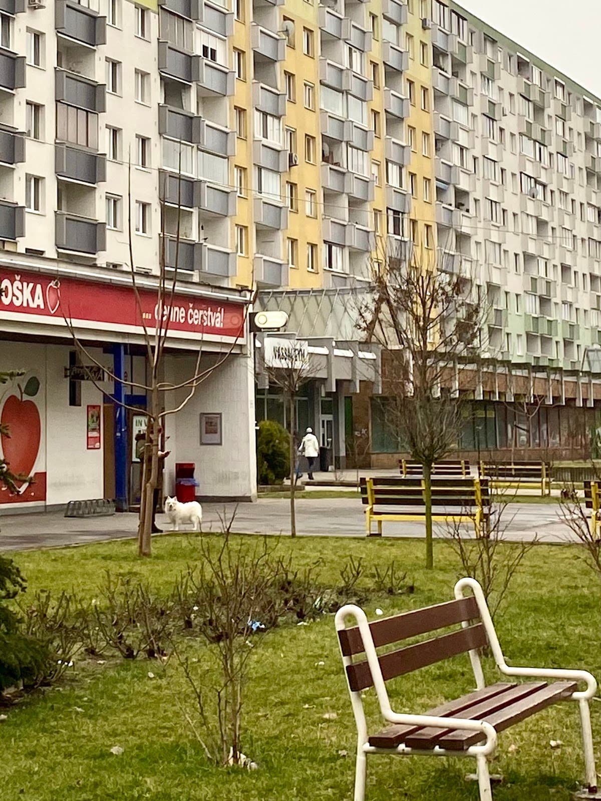 VASSAL GYM
